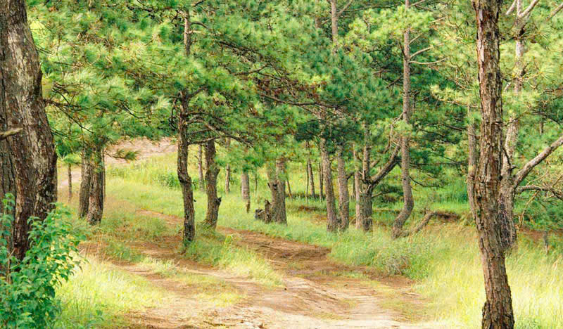 Rừng thông Khánh Sơn