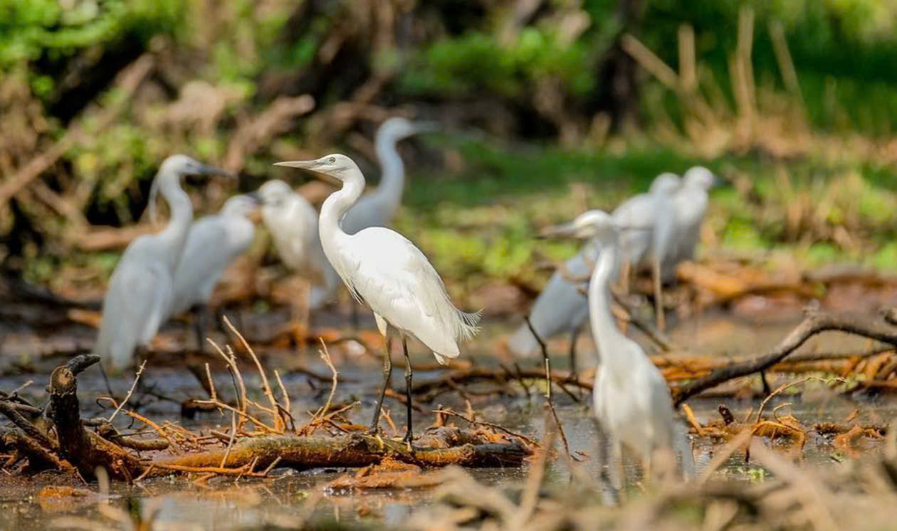 Rừng Tràm Trà Sư